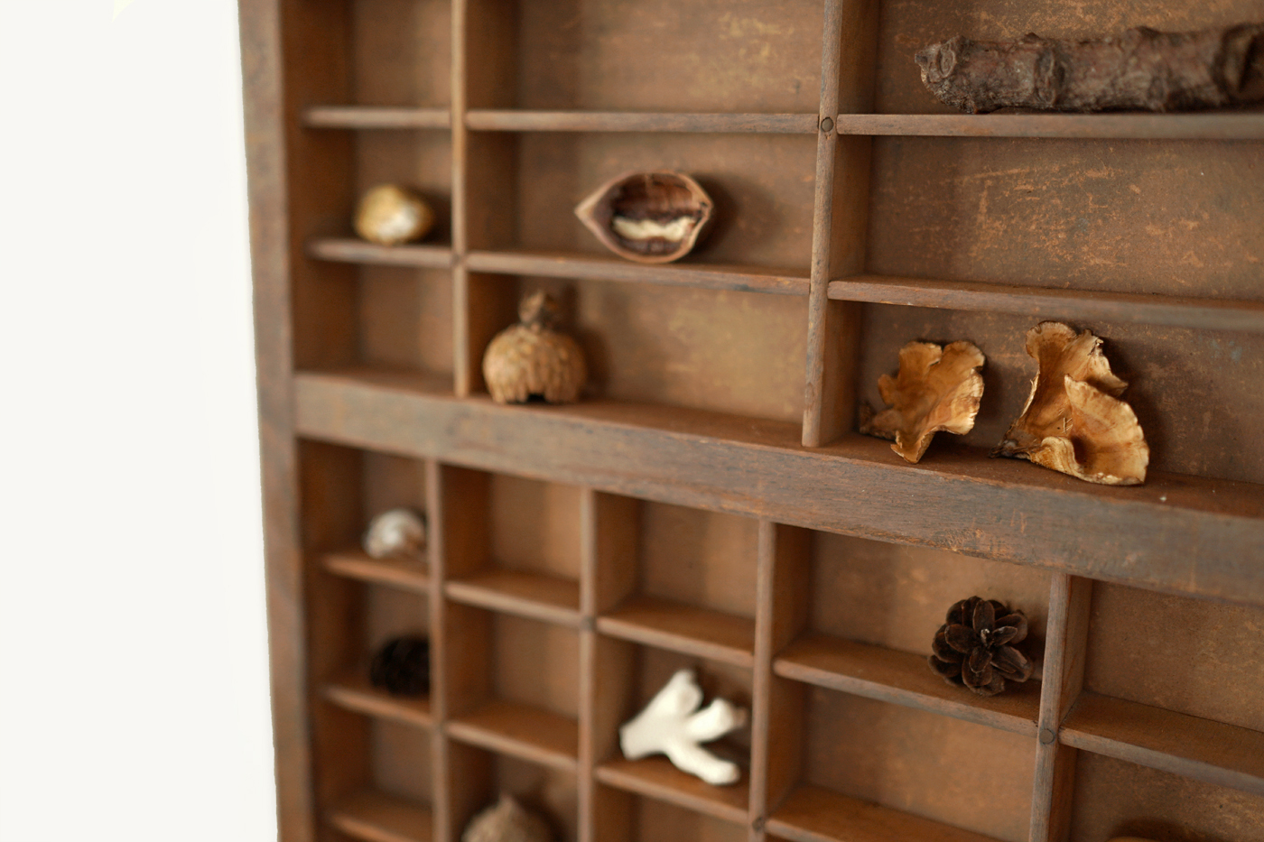 How To Set Up a Nature Shelf – Woodlark Blog