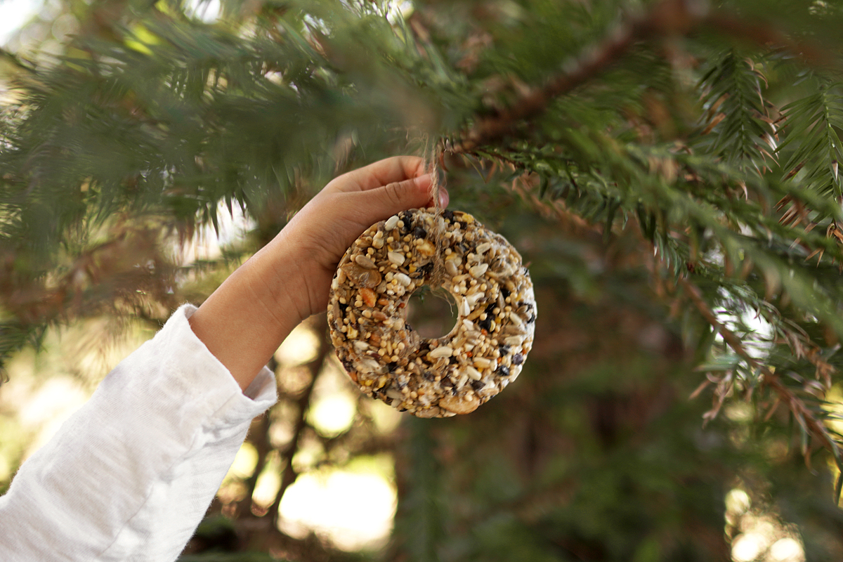 DIY Winter Bird Seed Feeders (gelatin free) Woodlark