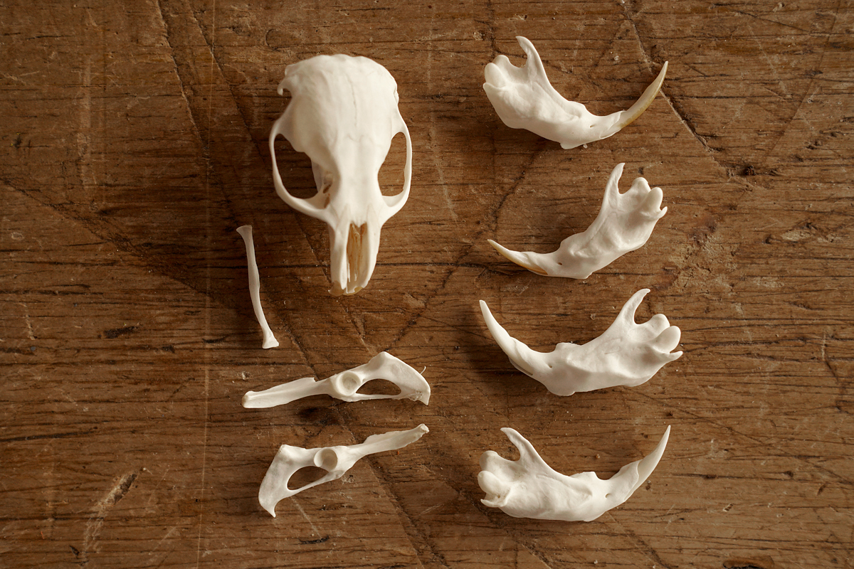how to clean a bird skull