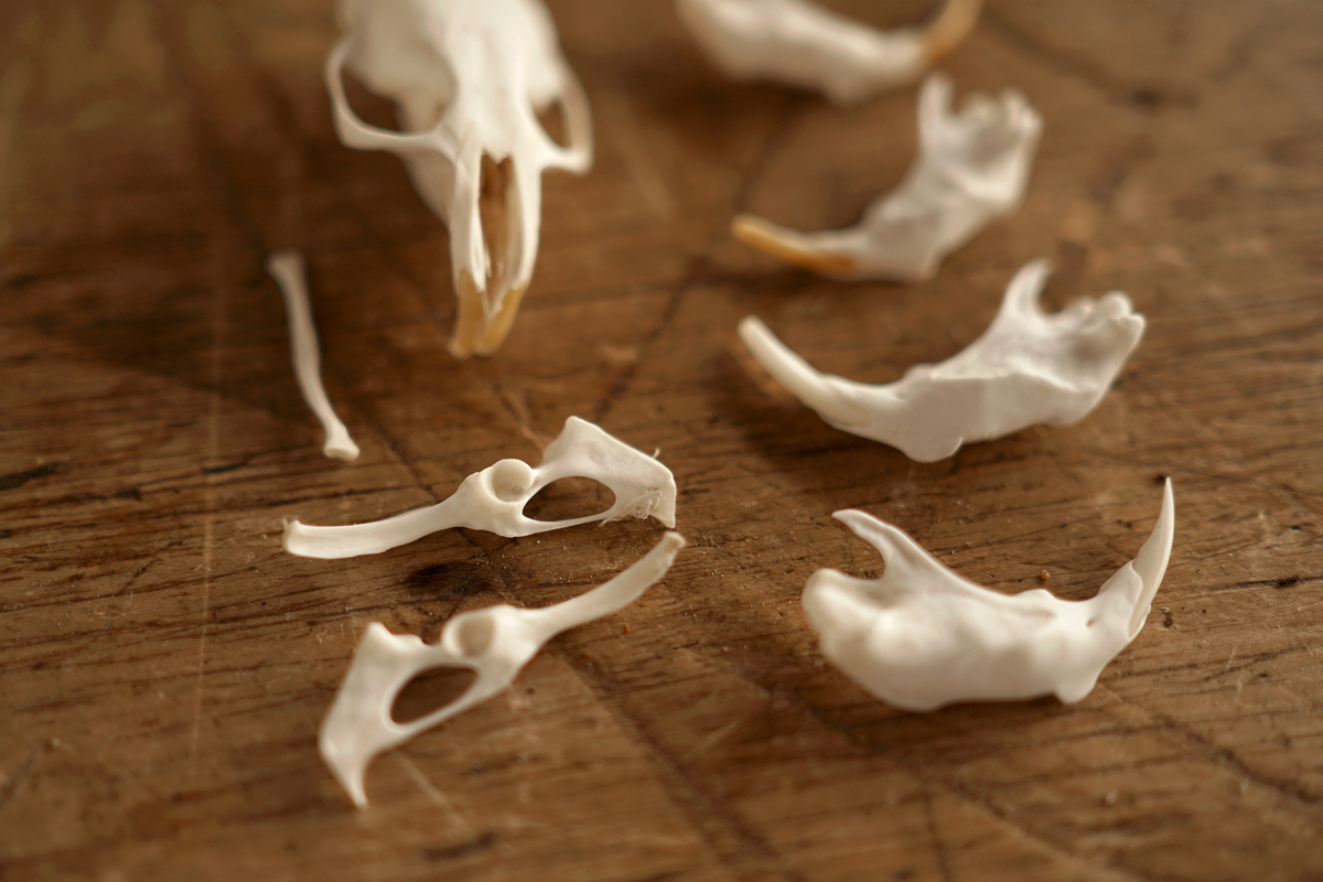 How to clean animal bones for display Woodlark