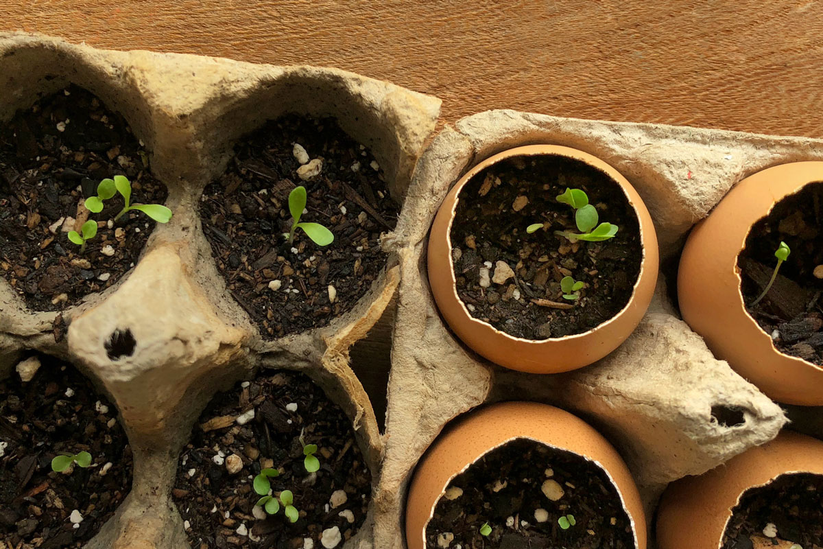 How to Use Empty Toilet Paper Rolls as Compostable Seed-Starters