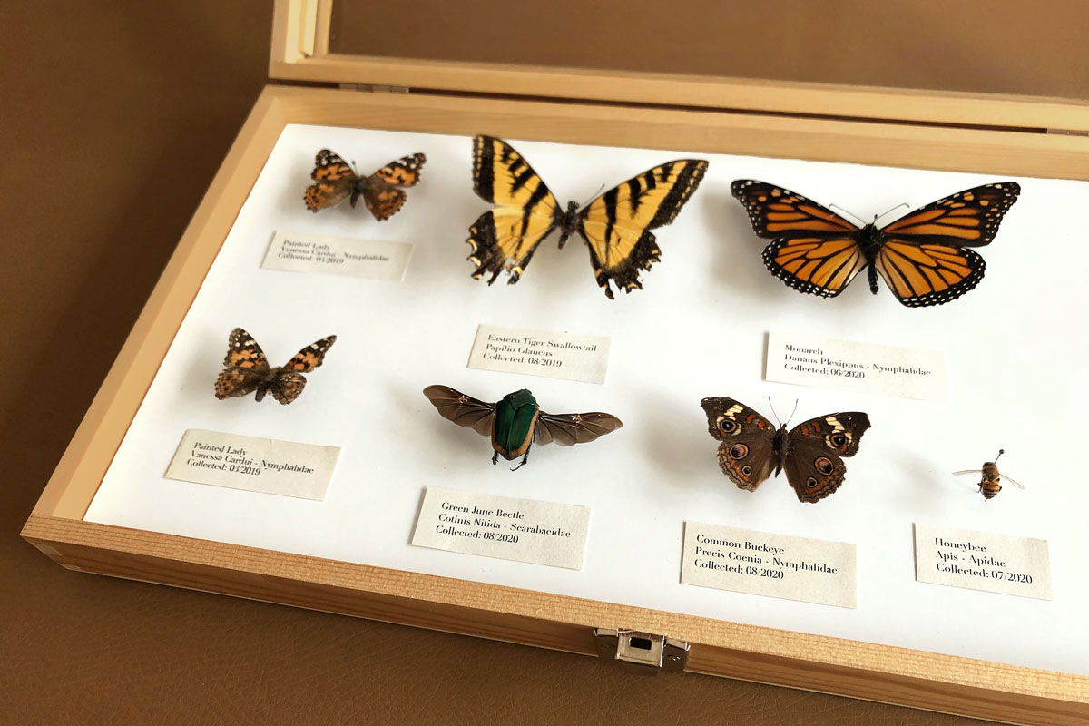 How to Pin and Preserve Butterflies and Moths for Display